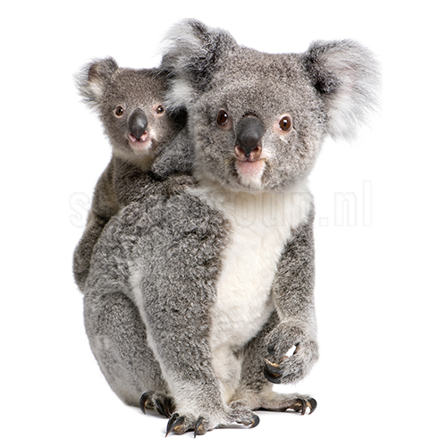Sticker Koala met baby